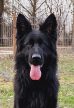 vom Trojangold, hodowla Owczarków Niemieckich Długowłosych