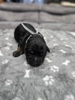 vom Trojangold, hodowla Owczarków Niemieckich Długowłosych