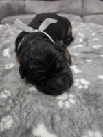 vom Trojangold, hodowla Owczarków Niemieckich Długowłosych