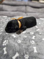 vom Trojangold, hodowla Owczarków Niemieckich Długowłosych