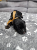 vom Trojangold, hodowla Owczarków Niemieckich Długowłosych