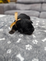 vom Trojangold, hodowla Owczarków Niemieckich Długowłosych