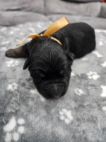 vom Trojangold, hodowla Owczarków Niemieckich Długowłosych