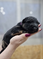 vom Trojangold, hodowla Owczarków Niemieckich Długowłosych