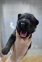 vom Trojangold, hodowla Owczarków Niemieckich Długowłosych