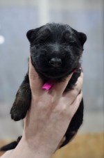 vom Trojangold, hodowla Owczarków Niemieckich Długowłosych