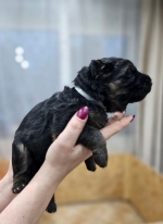 vom Trojangold, hodowla Owczarków Niemieckich Długowłosych