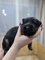 vom Trojangold, hodowla Owczarków Niemieckich Długowłosych