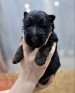 vom Trojangold, hodowla Owczarków Niemieckich Długowłosych