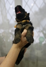 vom Trojangold, hodowla Owczarków Niemieckich Długowłosych