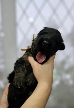 vom Trojangold, hodowla Owczarków Niemieckich Długowłosych