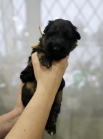 vom Trojangold, hodowla Owczarków Niemieckich Długowłosych