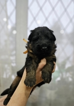 vom Trojangold, hodowla Owczarków Niemieckich Długowłosych