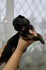 vom Trojangold, hodowla Owczarków Niemieckich Długowłosych