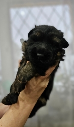 vom Trojangold, hodowla Owczarków Niemieckich Długowłosych