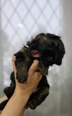 vom Trojangold, hodowla Owczarków Niemieckich Długowłosych