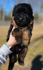 vom Trojangold, hodowla Owczarków Niemieckich Długowłosych