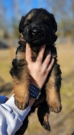 vom Trojangold, hodowla Owczarków Niemieckich Długowłosych