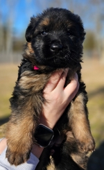 vom Trojangold, hodowla Owczarków Niemieckich Długowłosych