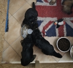 vom Trojangold, hodowla Owczarków Niemieckich Długowłosych