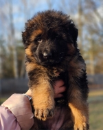 vom Trojangold, hodowla Owczarków Niemieckich Długowłosych