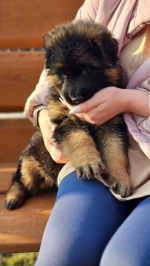 vom Trojangold, hodowla Owczarków Niemieckich Długowłosych