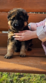 vom Trojangold, hodowla Owczarków Niemieckich Długowłosych