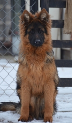 vom Trojangold, hodowla Owczarków Niemieckich Długowłosych