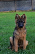 vom Trojangold, hodowla Owczarków Niemieckich Długowłosych