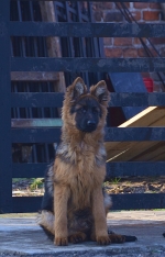 vom Trojangold, hodowla Owczarków Niemieckich Długowłosych