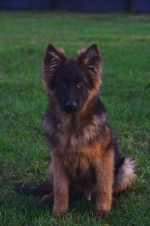 vom Trojangold, hodowla Owczarków Niemieckich Długowłosych