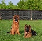 vom Trojangold, hodowla Owczarków Niemieckich Długowłosych