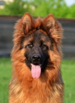 vom Trojangold, hodowla Owczarków Niemieckich Długowłosych