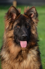 vom Trojangold, hodowla Owczarków Niemieckich Długowłosych