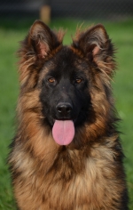 vom Trojangold, hodowla Owczarków Niemieckich Długowłosych