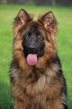 vom Trojangold, hodowla Owczarków Niemieckich Długowłosych