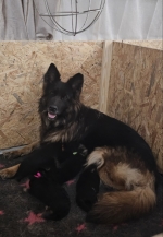 vom Trojangold, hodowla Owczarków Niemieckich Długowłosych