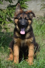 vom Trojangold, hodowla Owczarków Niemieckich Długowłosych