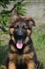 vom Trojangold, hodowla Owczarków Niemieckich Długowłosych