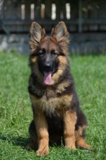 vom Trojangold, hodowla Owczarków Niemieckich Długowłosych