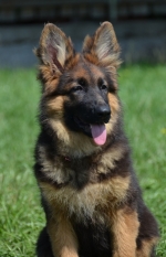 vom Trojangold, hodowla Owczarków Niemieckich Długowłosych