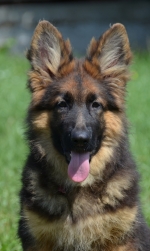 vom Trojangold, hodowla Owczarków Niemieckich Długowłosych