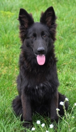 vom Trojangold, hodowla Owczarków Niemieckich Długowłosych