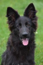 vom Trojangold, hodowla Owczarków Niemieckich Długowłosych