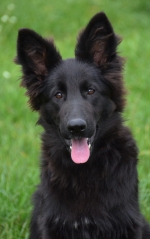 vom Trojangold, hodowla Owczarków Niemieckich Długowłosych