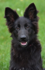 vom Trojangold, hodowla Owczarków Niemieckich Długowłosych