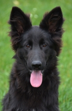 vom Trojangold, hodowla Owczarków Niemieckich Długowłosych