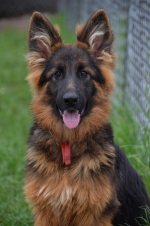 vom Trojangold, hodowla Owczarków Niemieckich Długowłosych