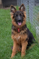 vom Trojangold, hodowla Owczarków Niemieckich Długowłosych