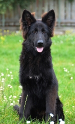 vom Trojangold, hodowla Owczarków Niemieckich Długowłosych